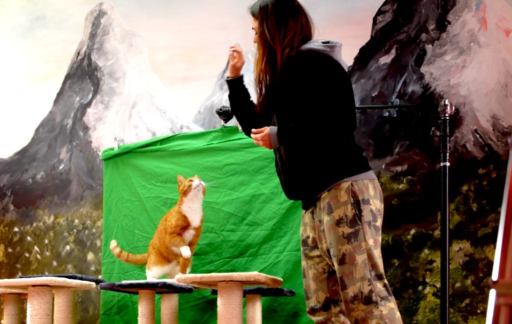 E.ON Catmansion Videodreh