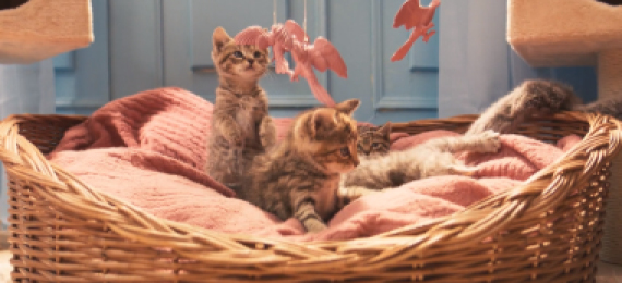 videoboost und E.ON setzen auf Cat-Content für Smart-Home-Geräte
